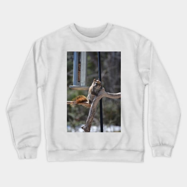 Waiting for Lunch , Squirrel Crewneck Sweatshirt by rconyard